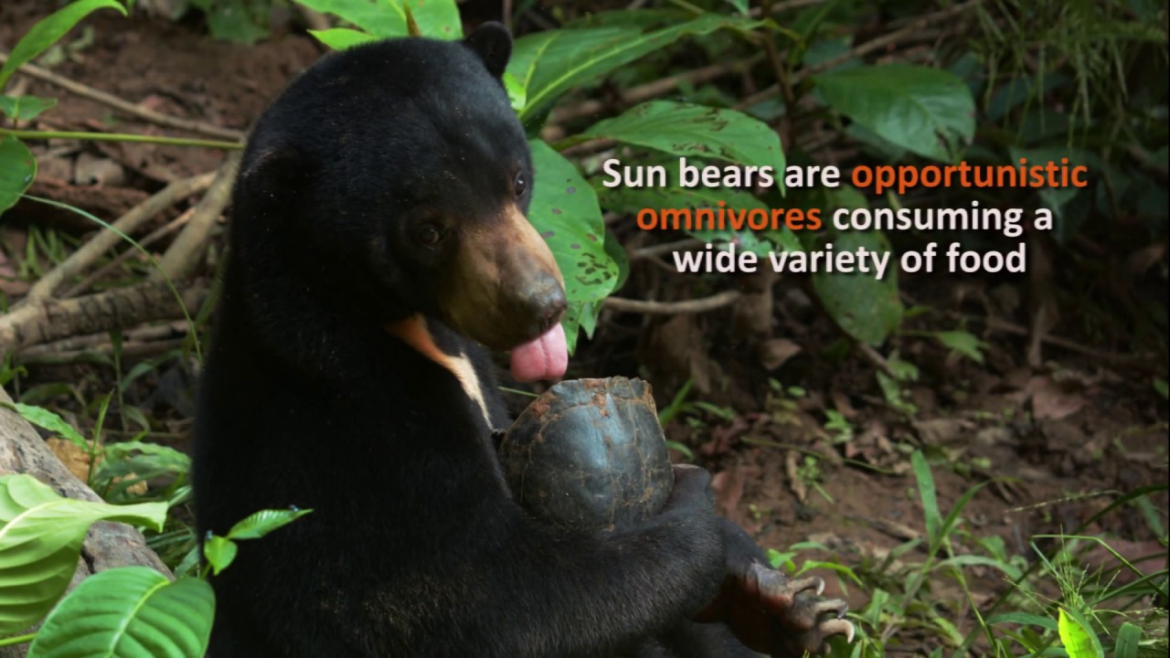 Sun Bear Diet | Sun Bear Exploring the Asian Box Turtle Carcass | BSBCC