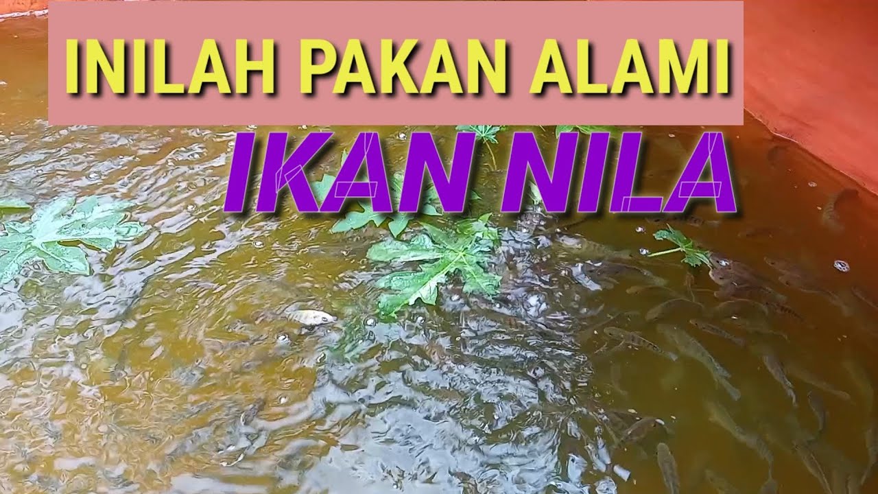 Kalian harus tau pakan alami ikan nila!!!! Inilah pakan alami yang paling di sukai oleh ikan nila