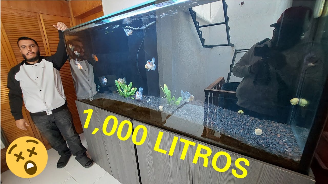 EL PRIMER ACUARIO DE GOLDFISH AUTOSUFICIENTES DEL MUNDO