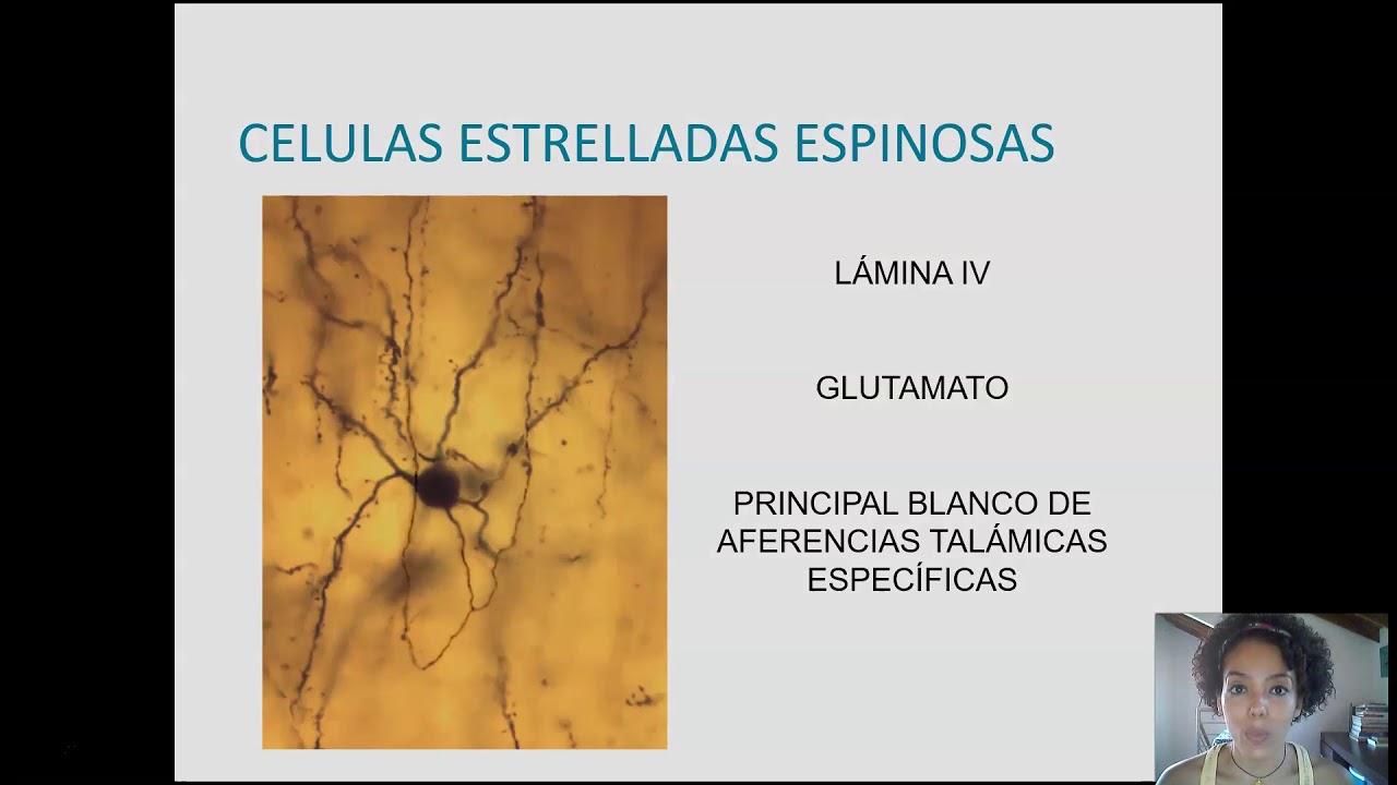 SNC Tema 8.1 Organización celular de la corteza cerebral