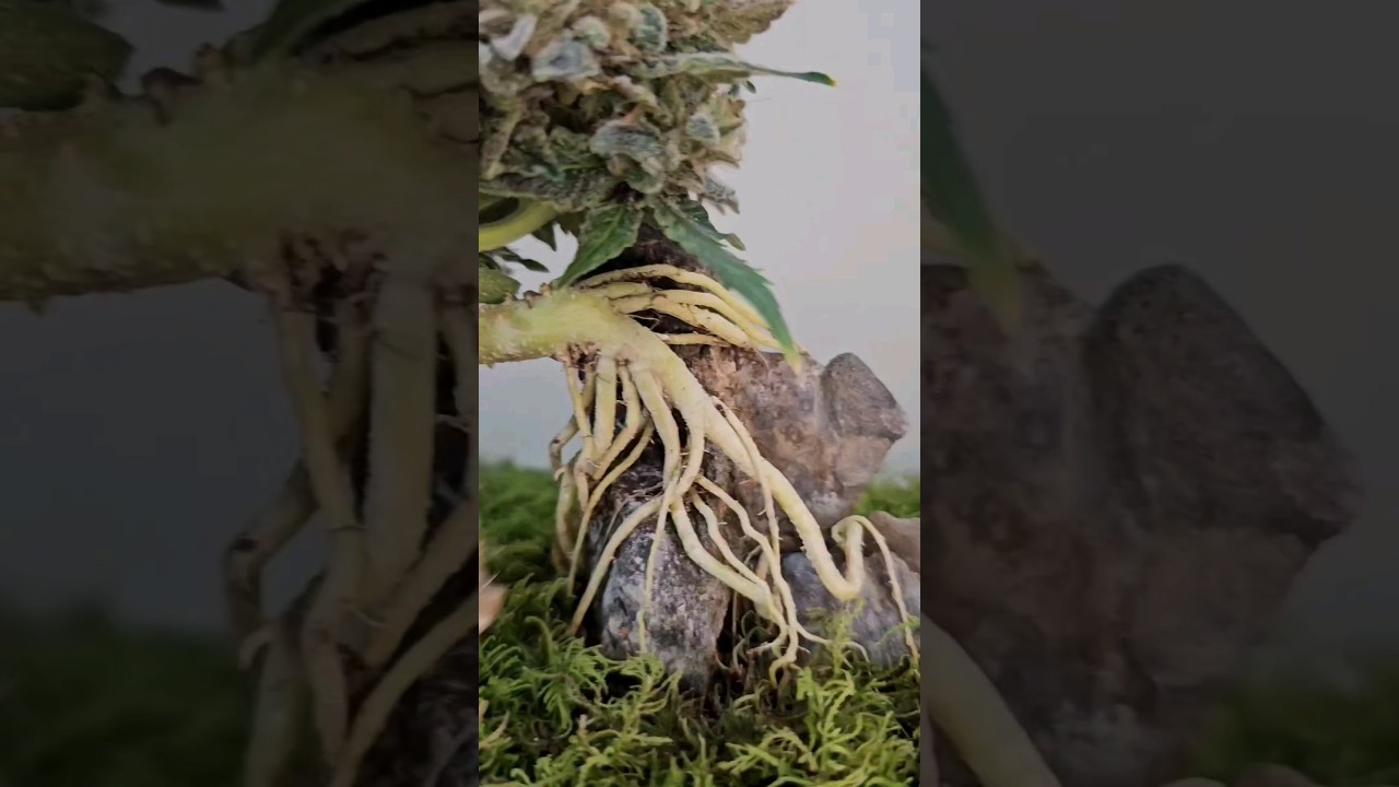 Get ready for our next YouTube video featuring the artful Semi Cascade #Cannabonsai