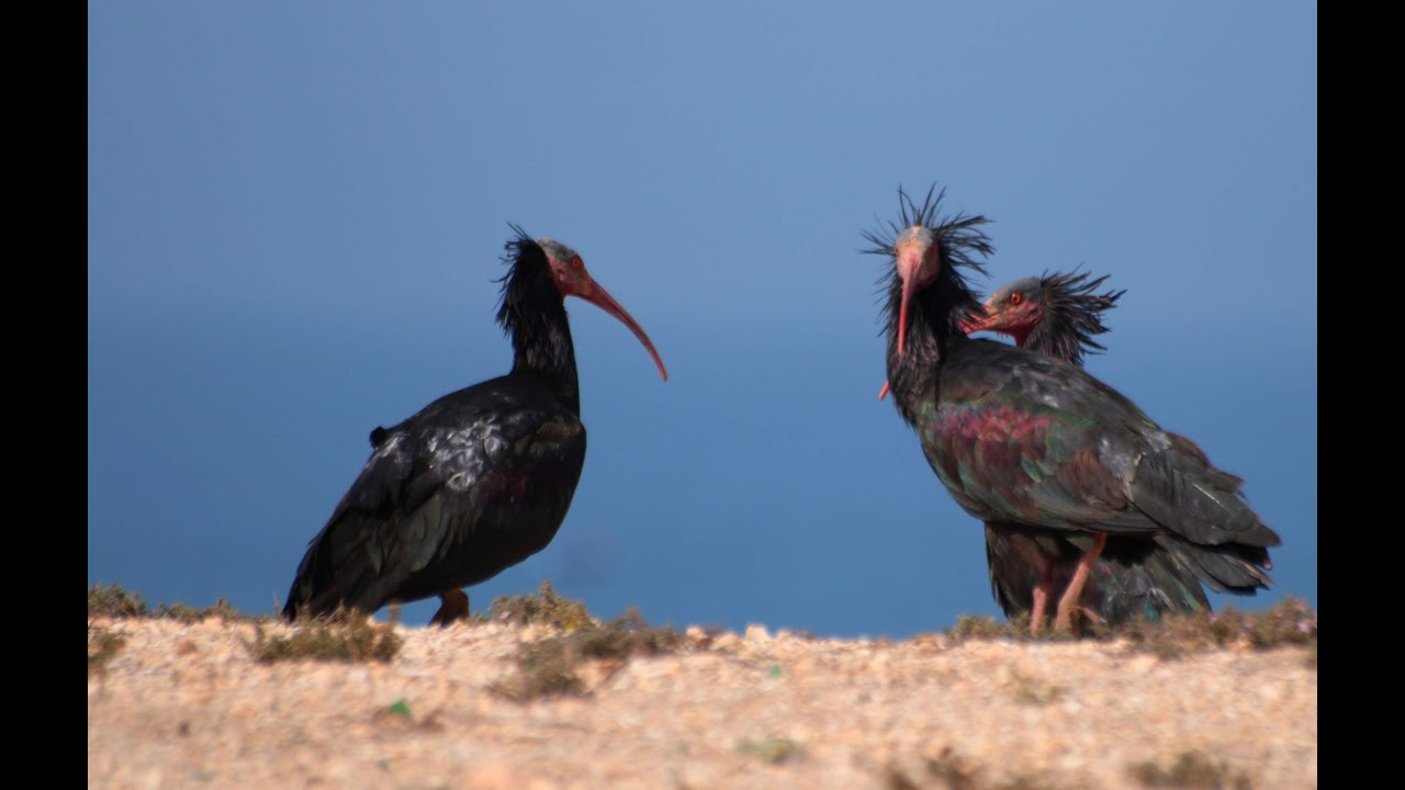 Morocco - Souss-Massa National Park 02 2020