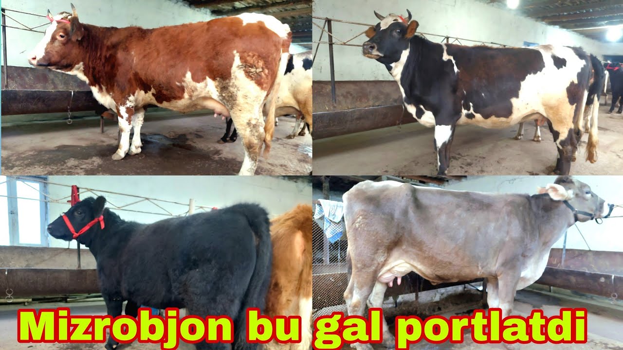 Mizrobjonga yangi partiya ona bola sigirlar. Angus smental g'unojinlar.января 2025 г.