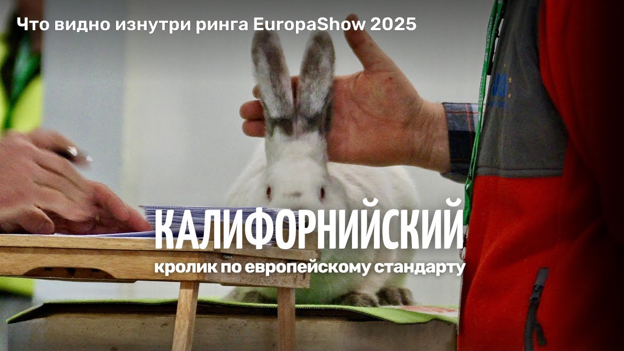 Калифорнийский кролик по европейскому стандарту — что видит судья на ринге EuropaShow 2025?