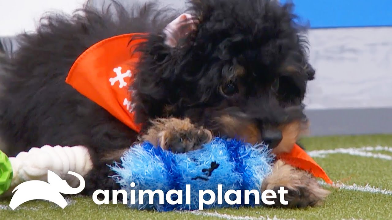 20 Years of Team Ruff All-Stars | Puppy Bowl | Animal Planet