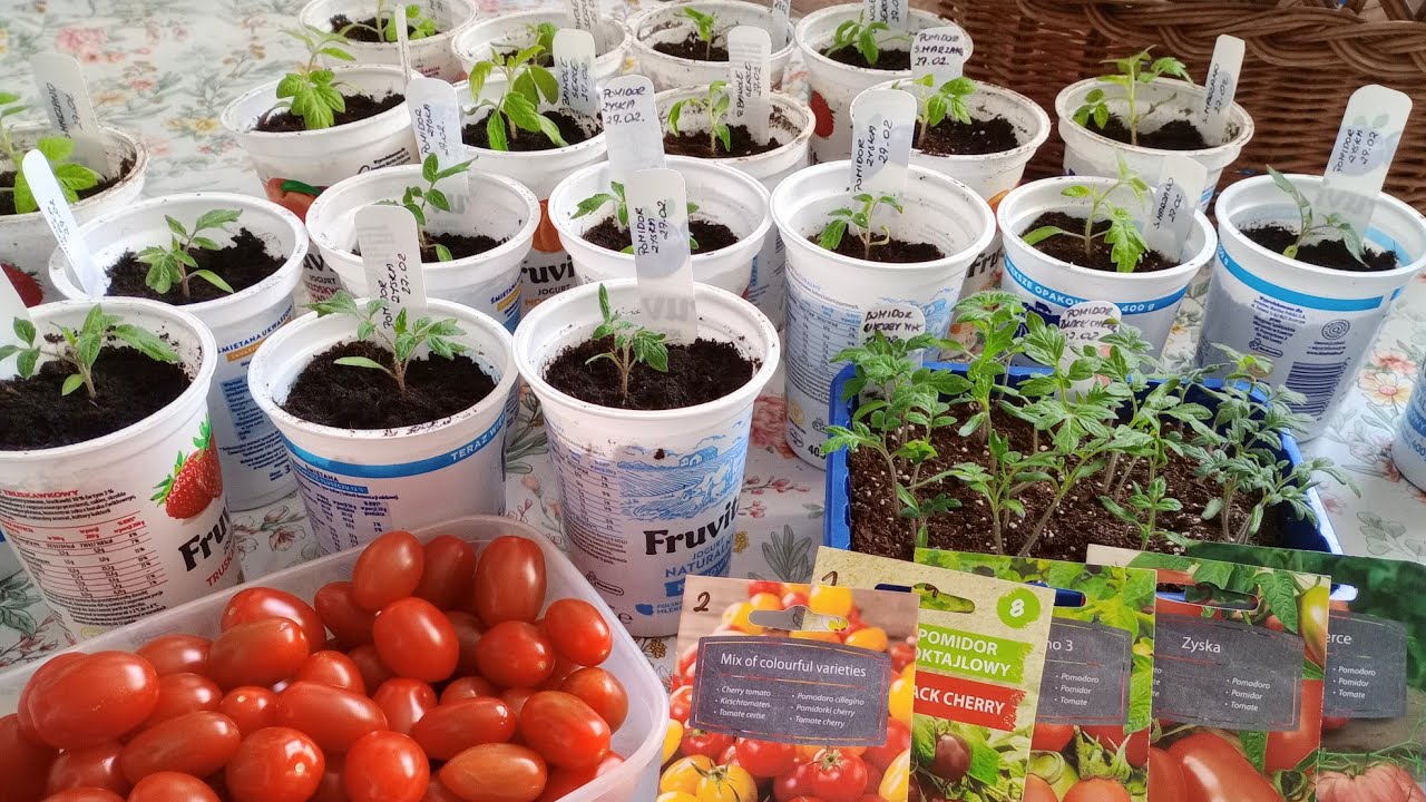 JAK PIKOWAĆ POMIDORY? Krok po kroku. Praktyczne porady + recykling DIY