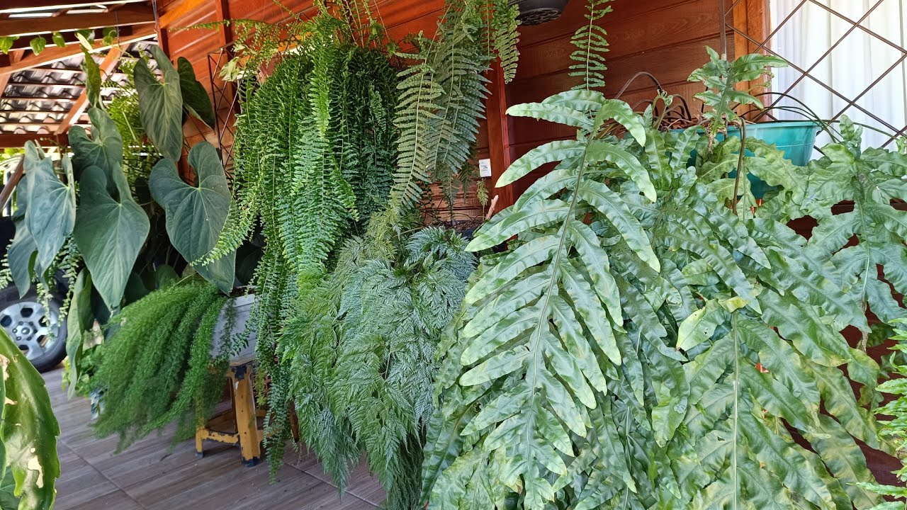 Minha varanda verde! Plantas enorme!