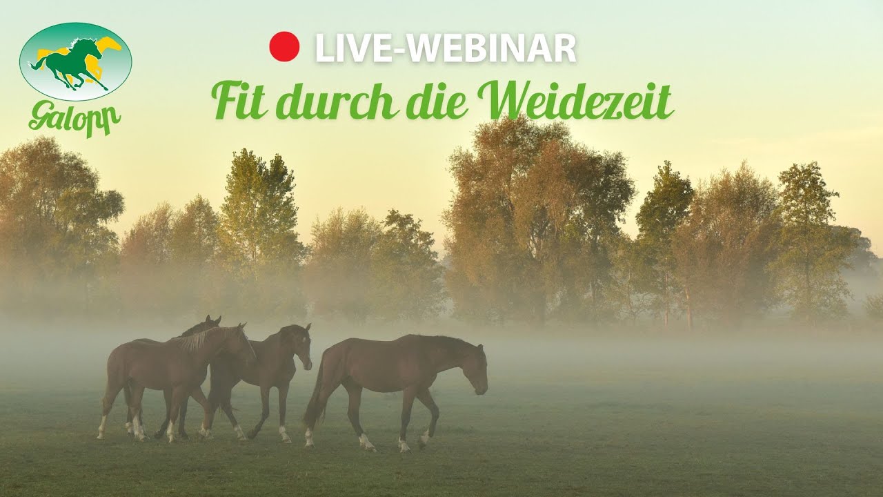Galopp Webinar: Fit durch die Weidezeit