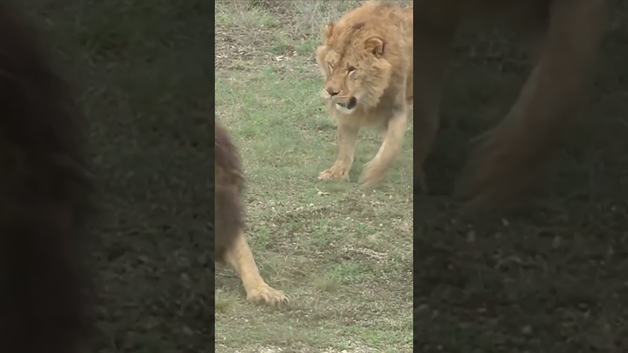 BRUTAL LION FIGHT, THE EPIC BATTLE FOR SUPREMACY IN THE PRIDE #lion #africa #bigcat #animals