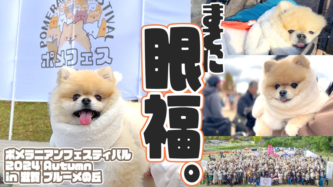 【まさに眼福‼】ポメフェスに初参戦したら色々と最高過ぎました！！！