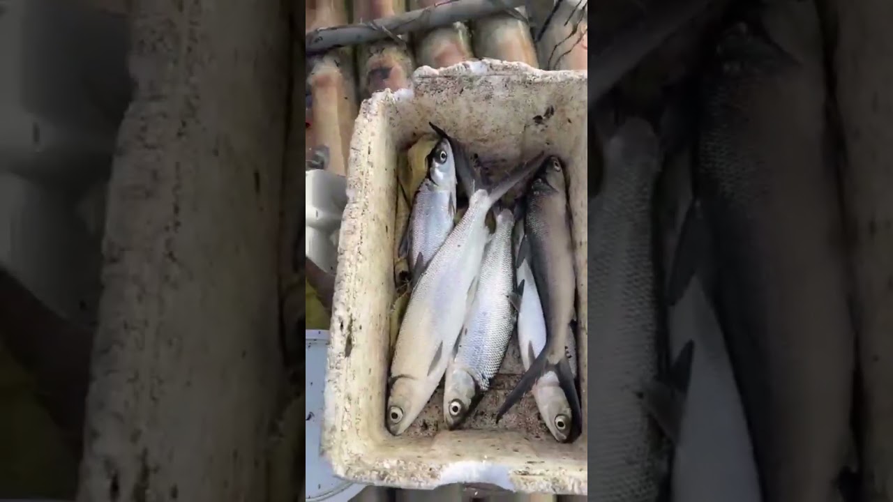 👉👍🦈Net Fishing interesting video;