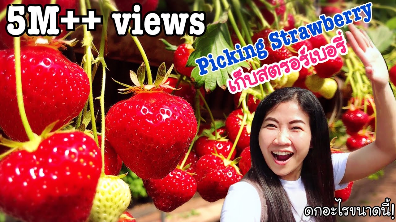 กินสตอเบอรี่ เก็บสตรอเบอร์รี่สดๆจากไร่ Picking strawberry in the UK EP.68 | แขมรอินเตอร์