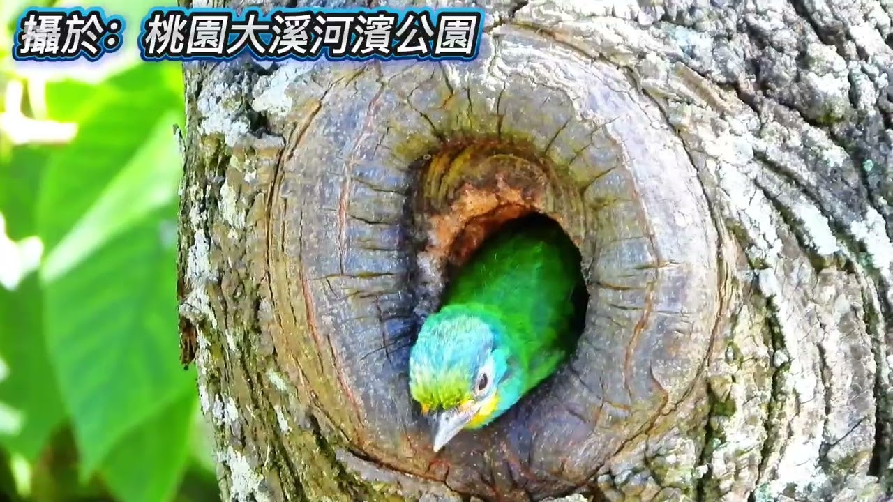 五星級*巢穴☆五色鳥育雛☆雅集攝影製作☆攝於：桃園大溪河濱公園☆拍攝日期：114.08.15