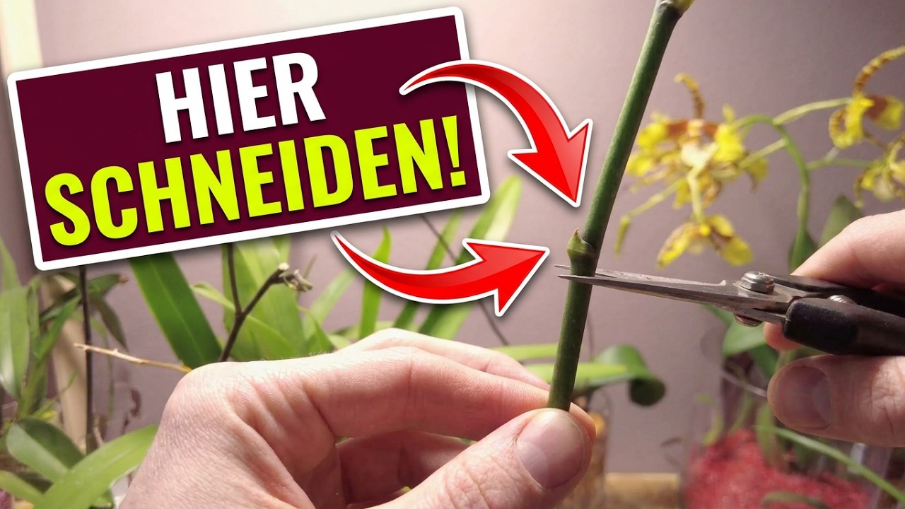 Orchidee verblüht was tun