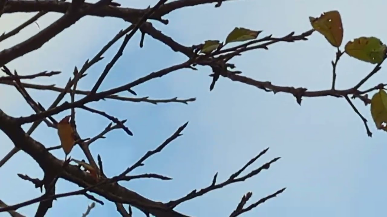 おたまこ30170🧏節子💞の桜が4輪💖💮