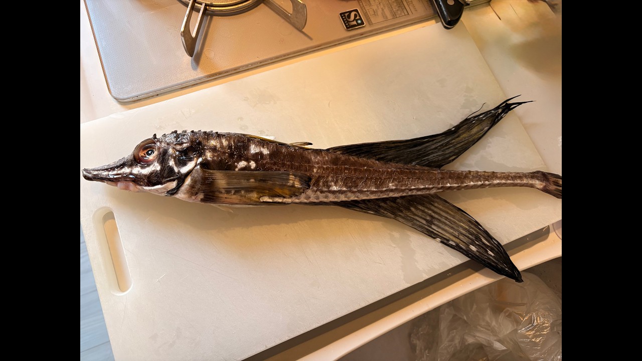 【お魚捌き成長日記】2026年1月①スーパーで買ったハッカクに挑戦！ -My filleting a fish training (1) 01.2026 Sailfin poacher-