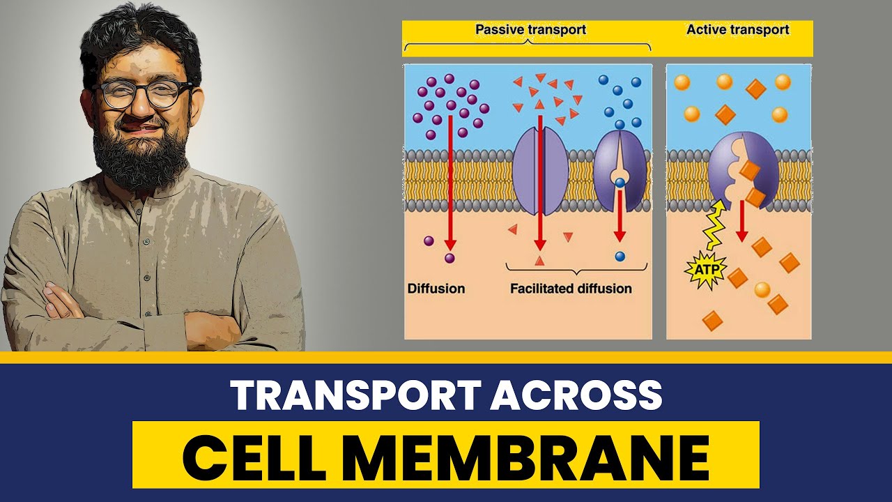 Transport Across Cell Membrane | Hindi / Urdu