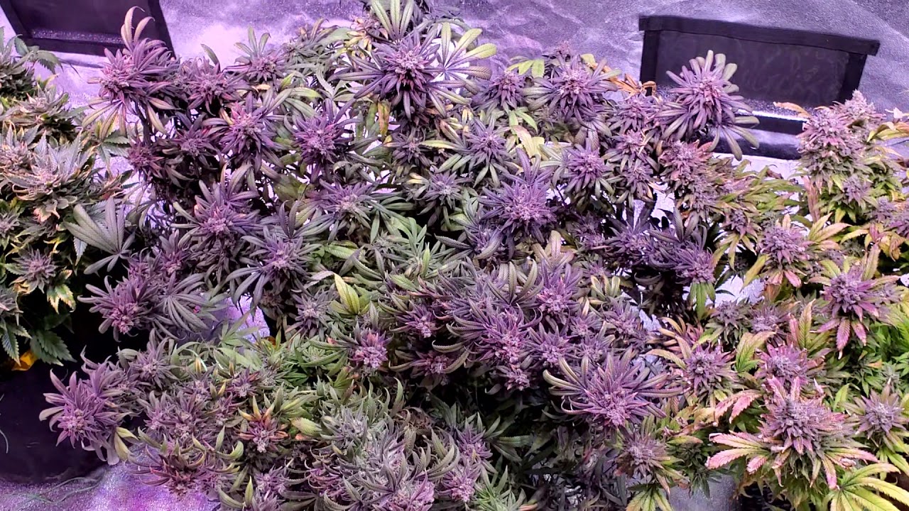 Purple wreck harvest day