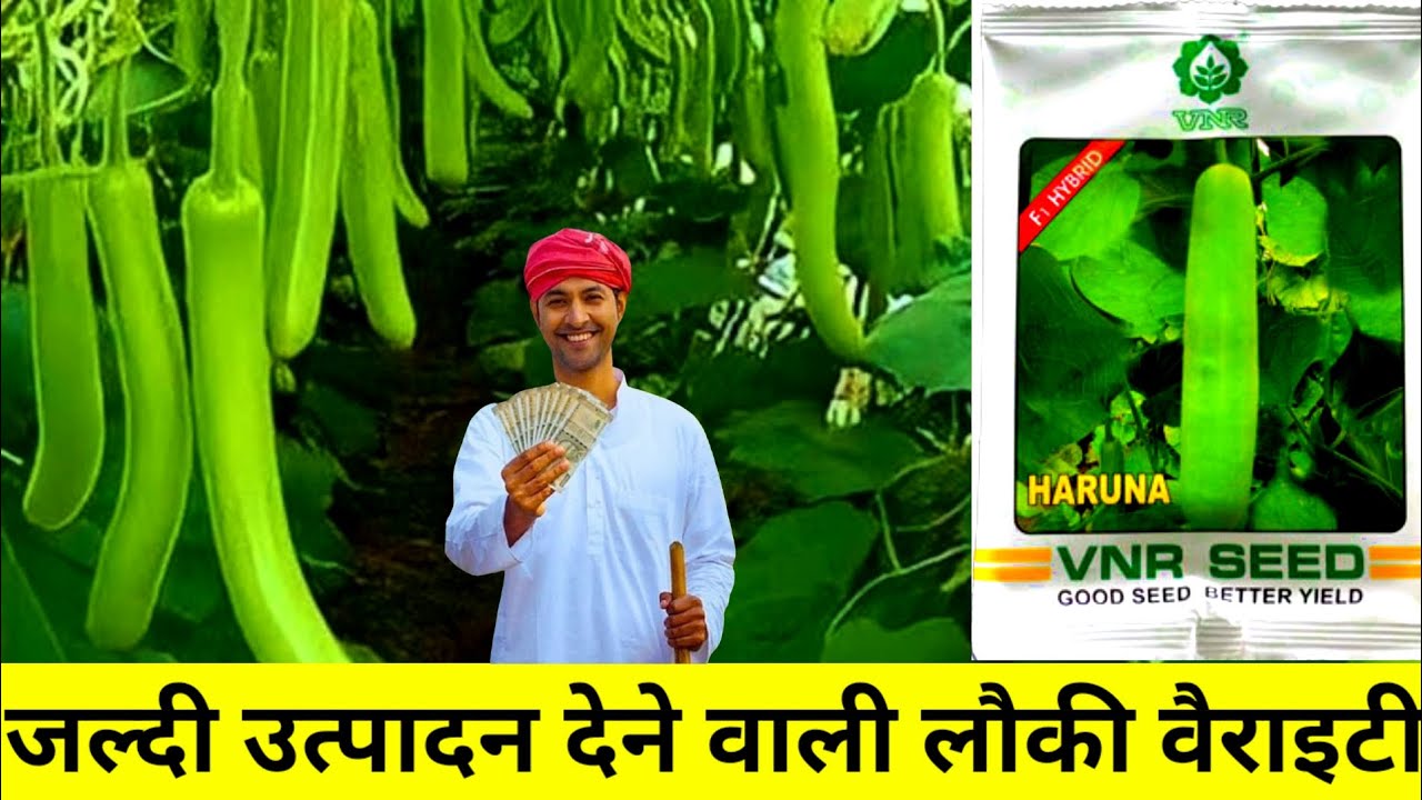 जल्दी उत्पादन देने वाली लौकी की वैरायटी | लौकी की खेती कैसे करें | Vnr Seeds | Vnr Haruna Lauki