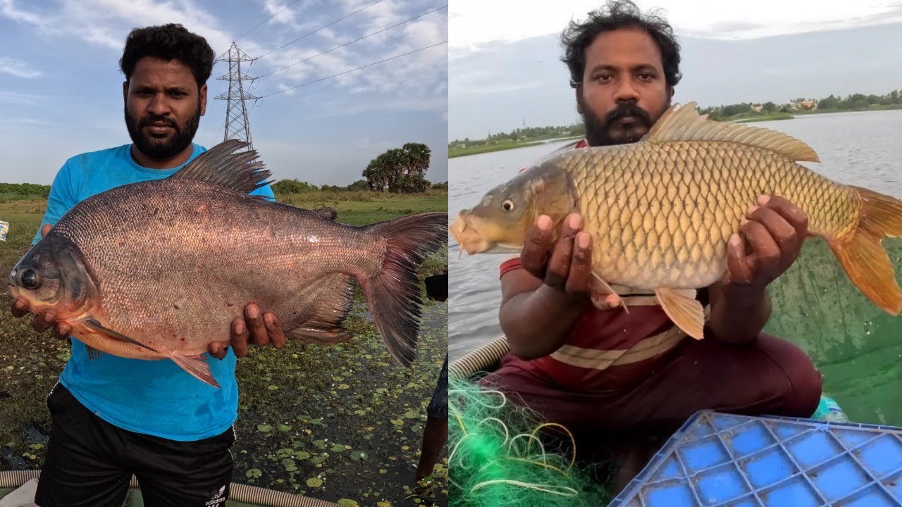 தண்ணீர் தெறிக்கவிட்ட பாறை மீன்கள் தங்க மீன் 😱 Big size fish catching 💢 fish hunting #fishing