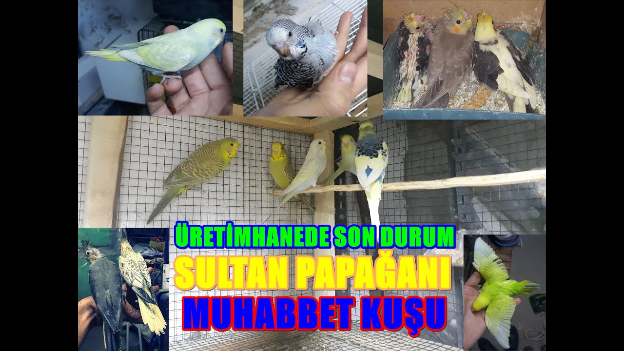 Sultan Papağanı Ve Muhabbet Kuşu Üretimhanesinde Son Durum