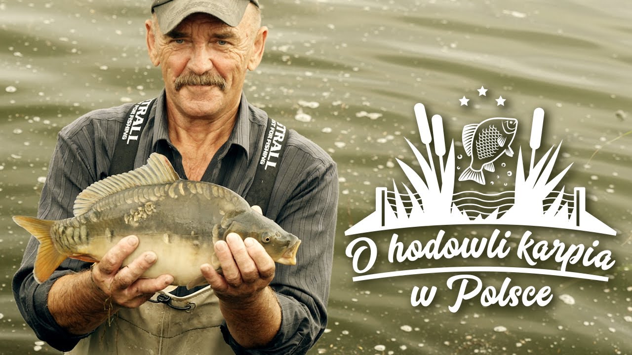 O hodowli karpia w Polsce