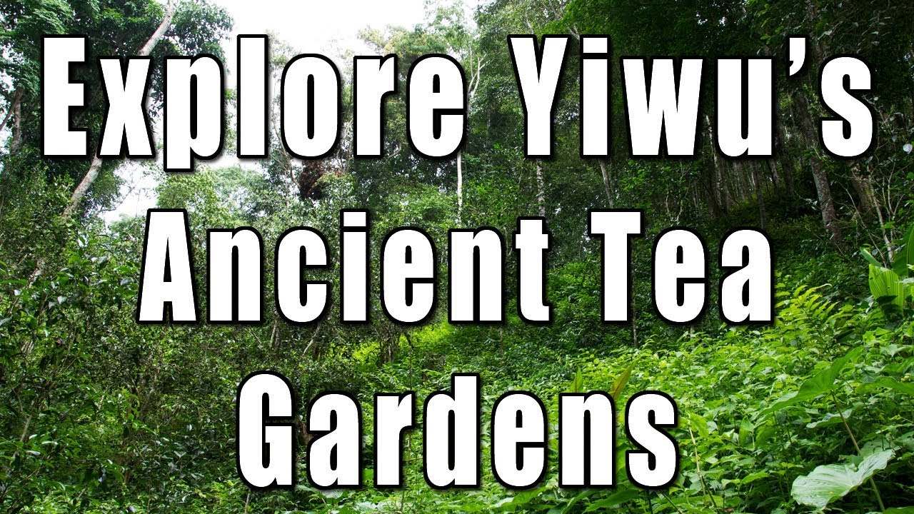 Join us as we explore Yiwu's old growth tea forests of Daqishu and Guoyoulin