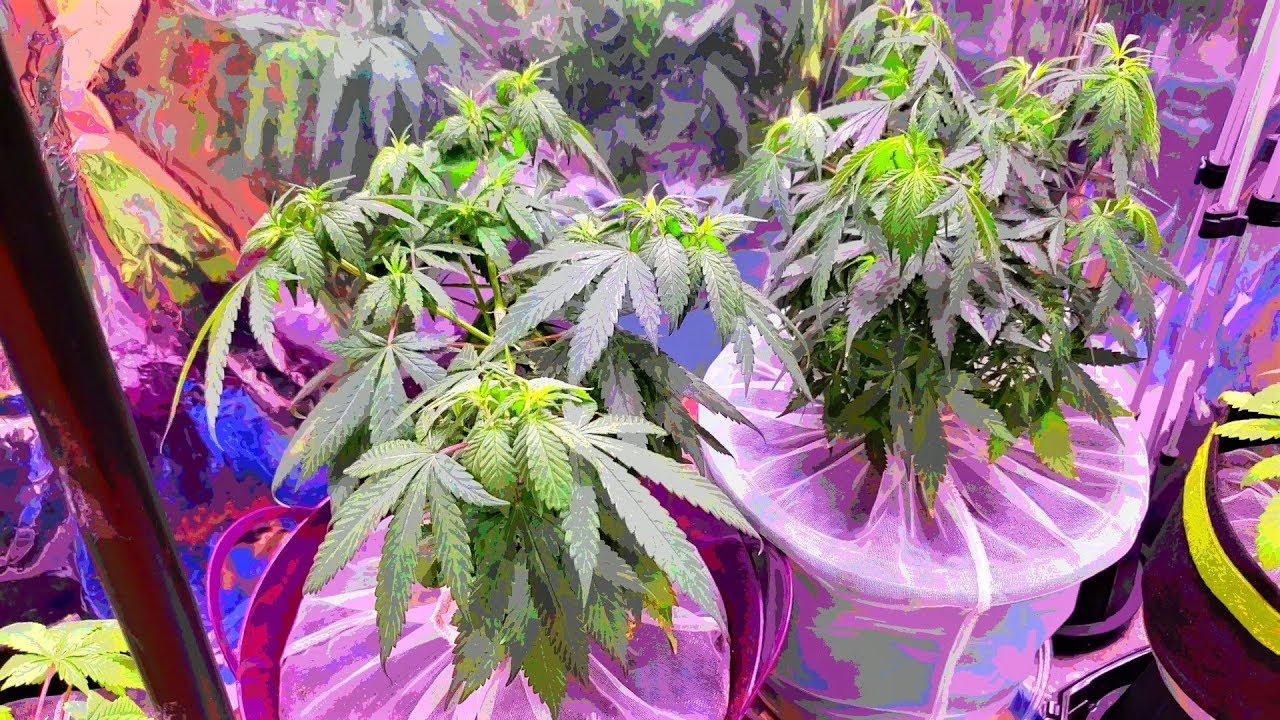Dab 85 Transplanting
