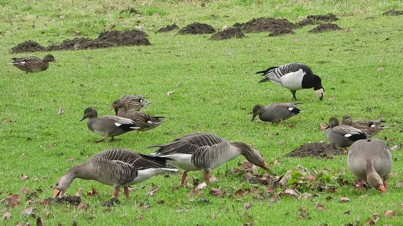 vogelparade in de Bourgoyen Ossemeersen, 1 feb 2026