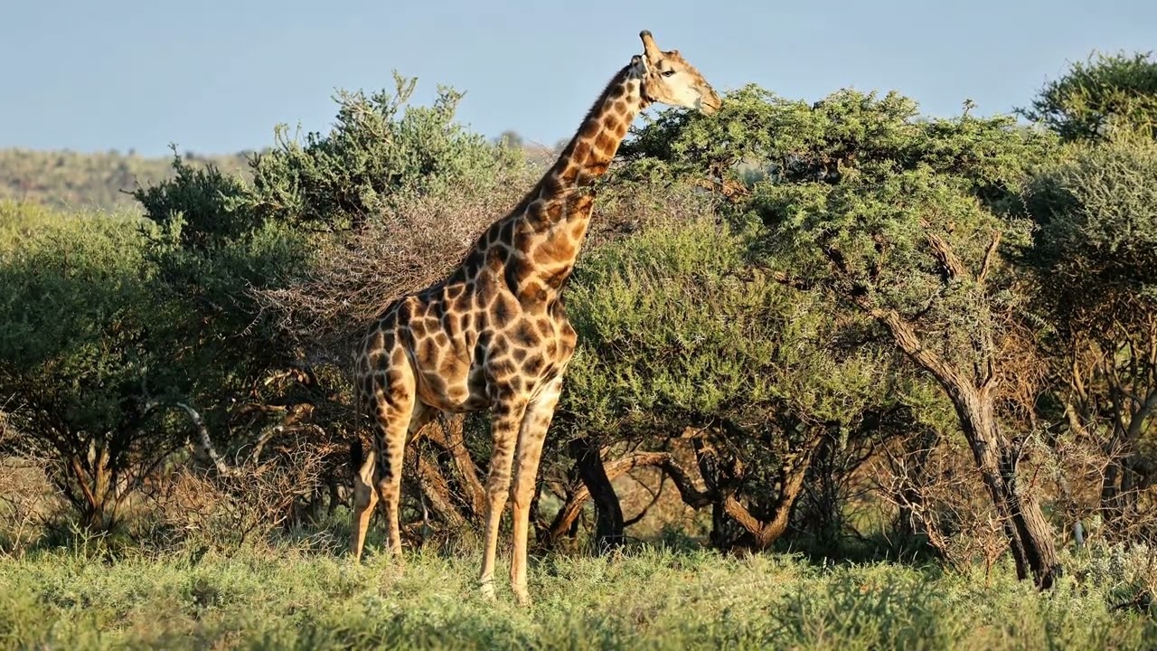 South African Nature Sounds
