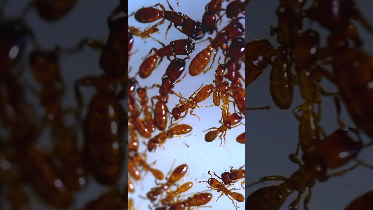 BEAUTIFUL DORYLUS ANTS OF ASIA (SHORT FOOTAGE)