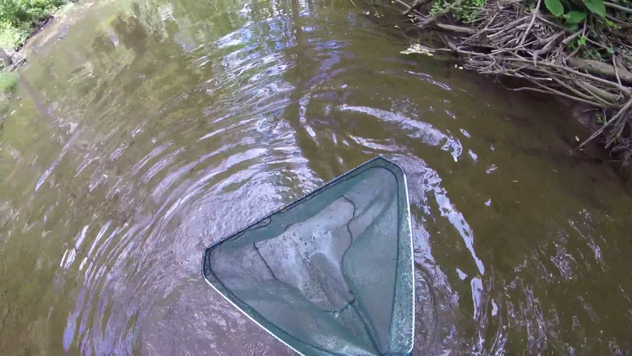 Stocking My Native Tank With My Crayfish Trap & Dip Net in Murphy's Run