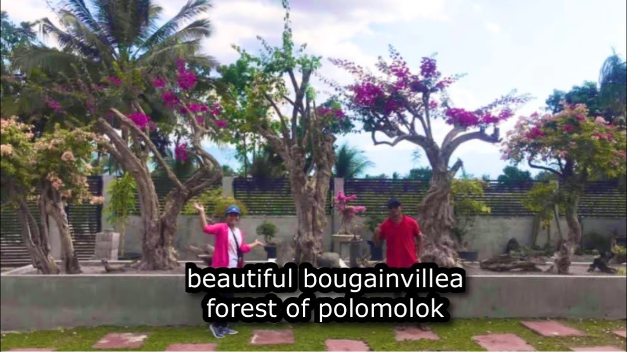 beautiful bougainvillea forest  of polomolok