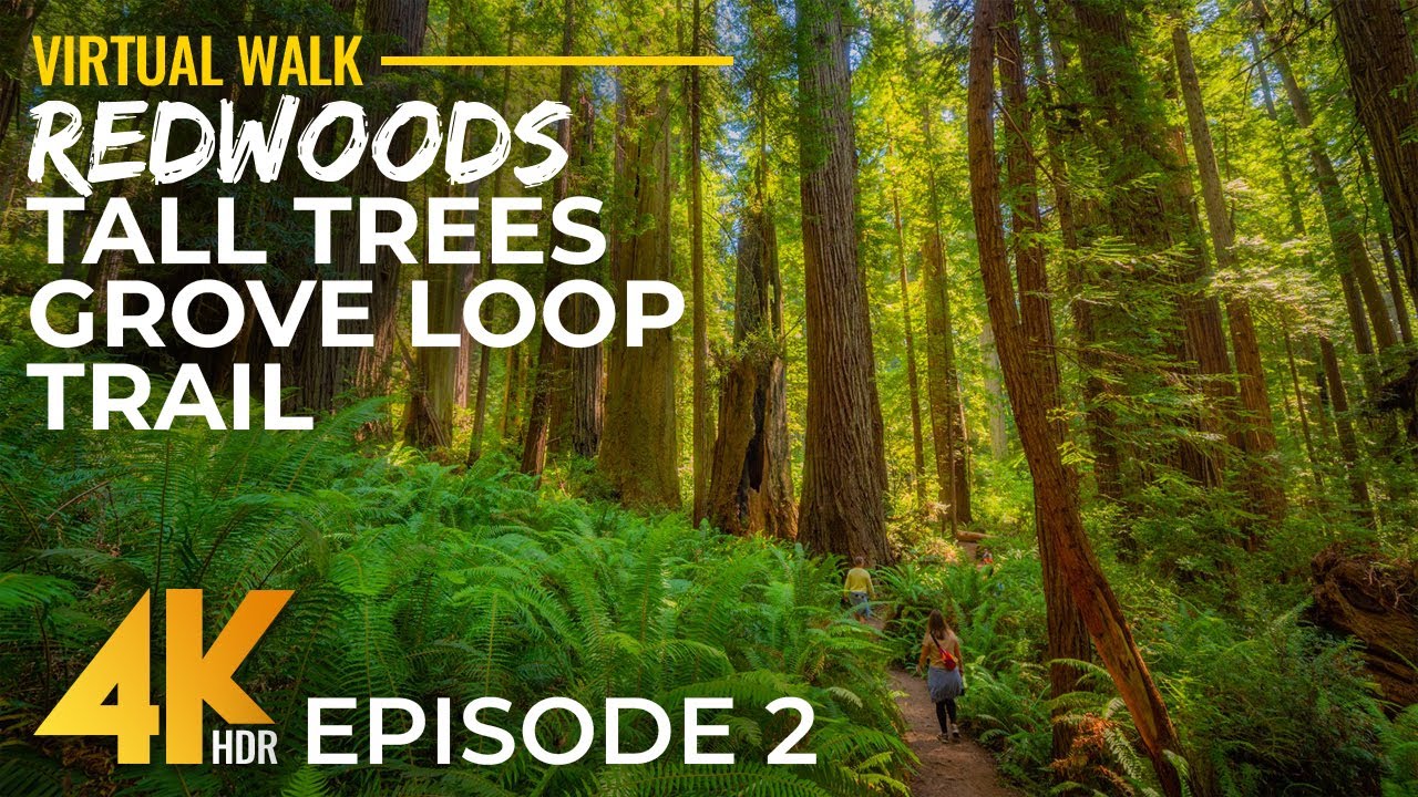 4K HDR Relaxing Walk in Redwoods, California with Real Sounds - Tall Trees Grove Trail Hike - Part 2