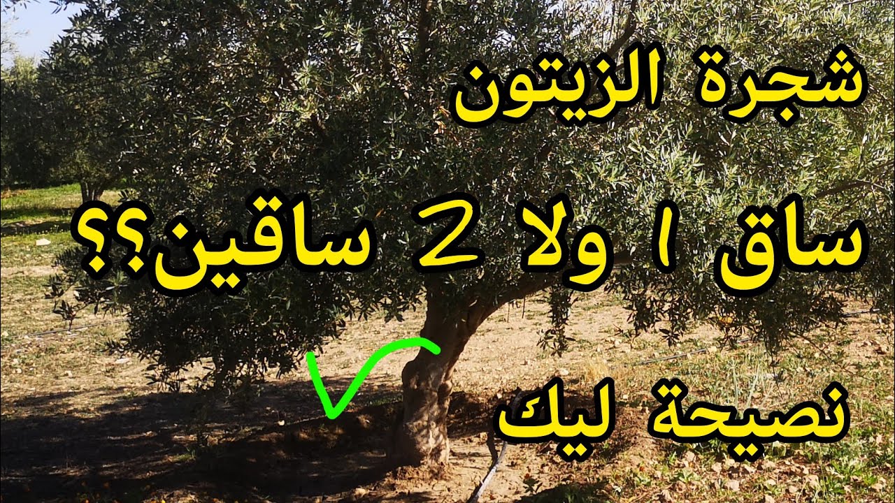 شجرة الزيتون ساق واحد ولا ساقين اثنين؟ الناس المقبلين على غرس الزيتون بعض المعلومات يفيدكم