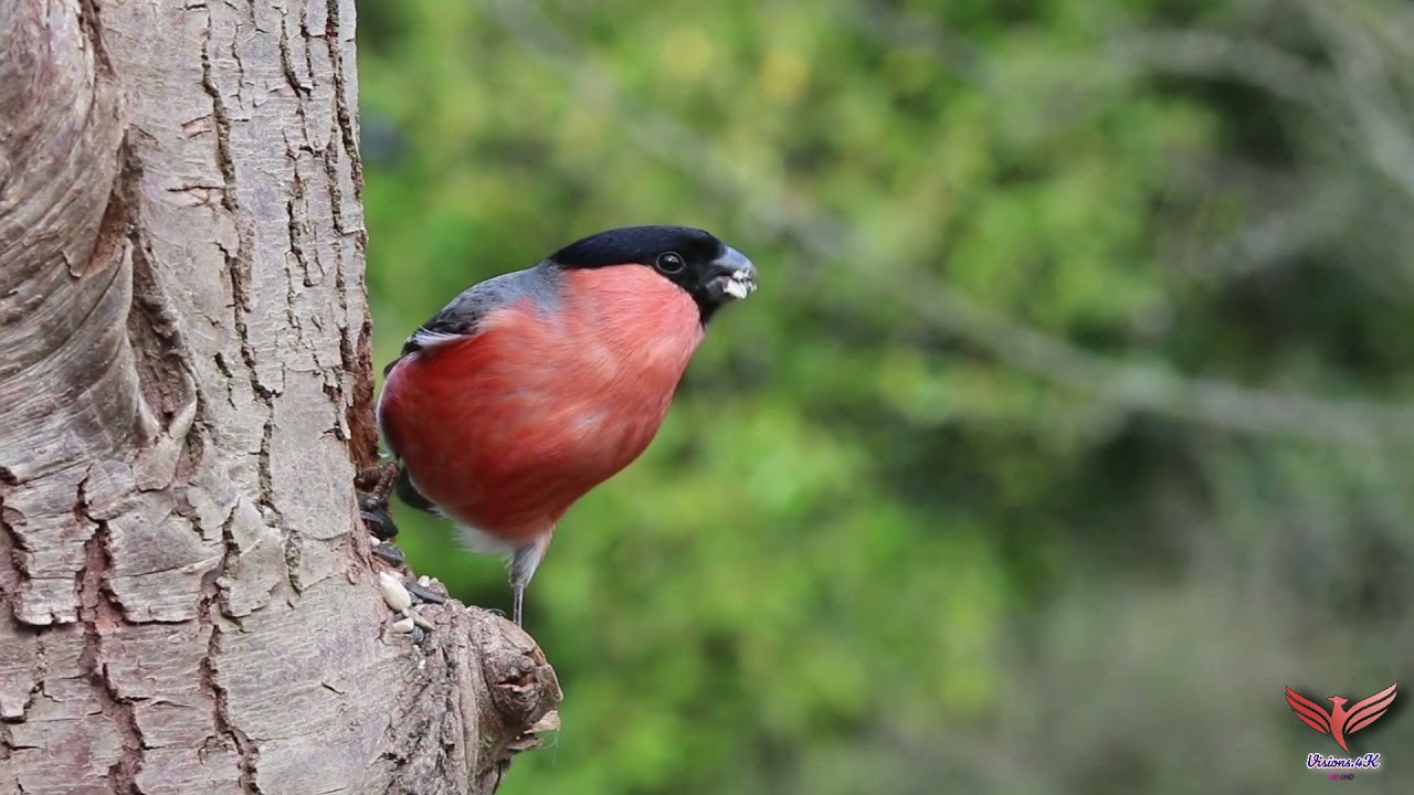 |Birds chirping|| High definition video|| 4k UltraHD|