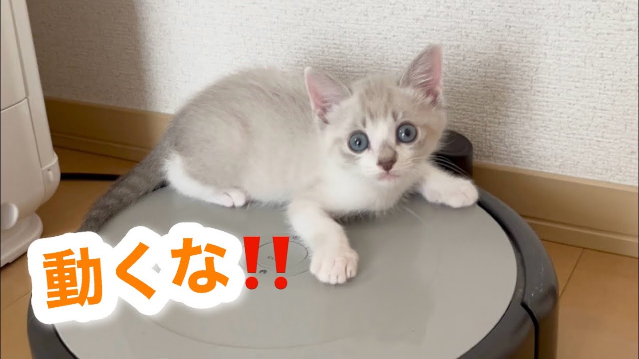 初めてのルンバにビビって逃げた子猫の結末がこちらです…😂笑