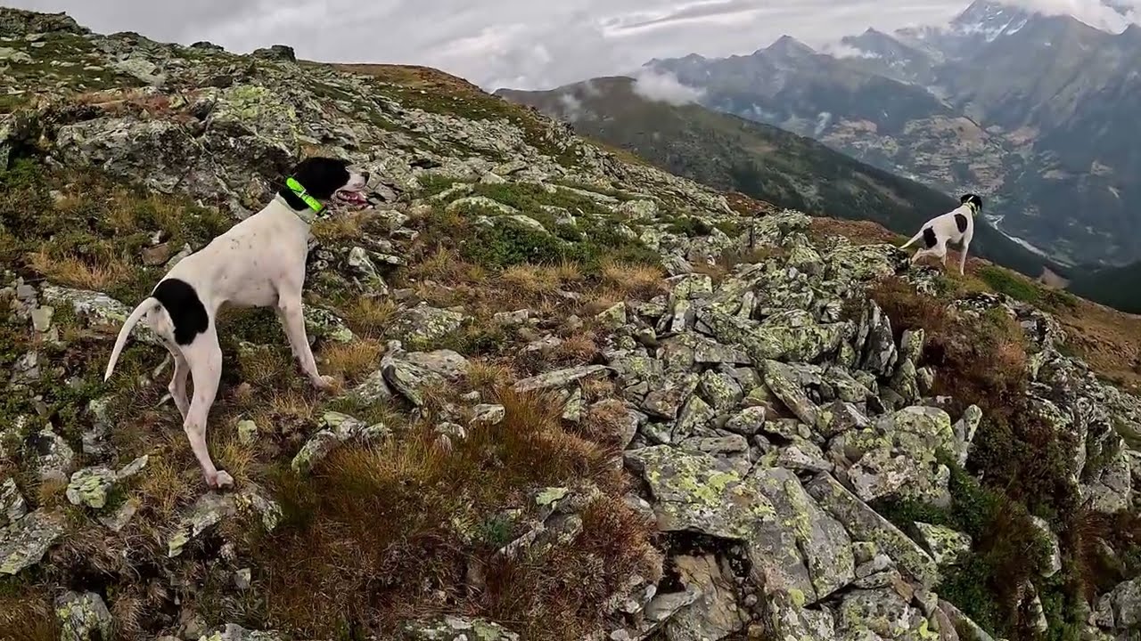 Censimento post-riproduttivo Pernici bianche