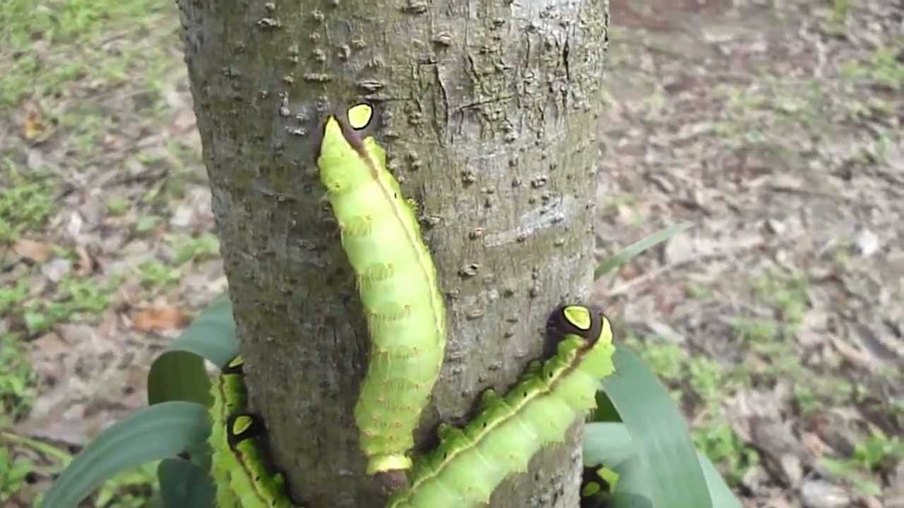 Muga silkworm-the unique golden silk producer at the time of ripening.MP4