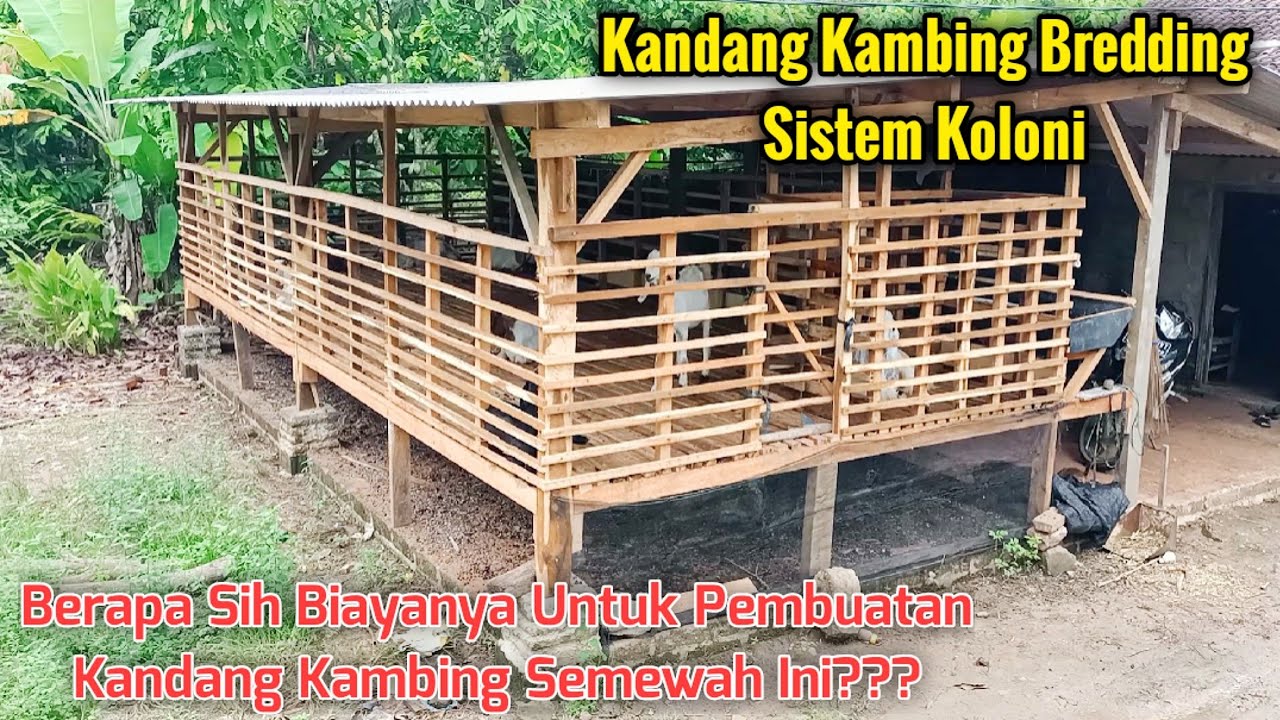 Rincian Biaya Dan Ukuran Pembuatan Kandang Breeding Kambing Koloni