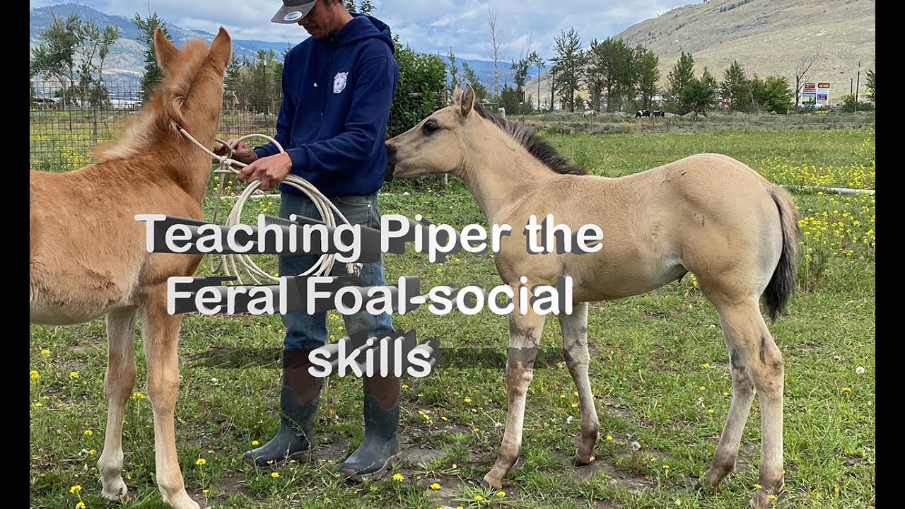 Piperferalfoal getting another lesson in being social