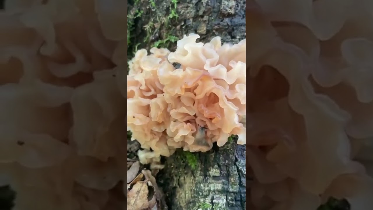 Дрожалка листоватая (Phaeotremella foliacea) #грибы_Кубани