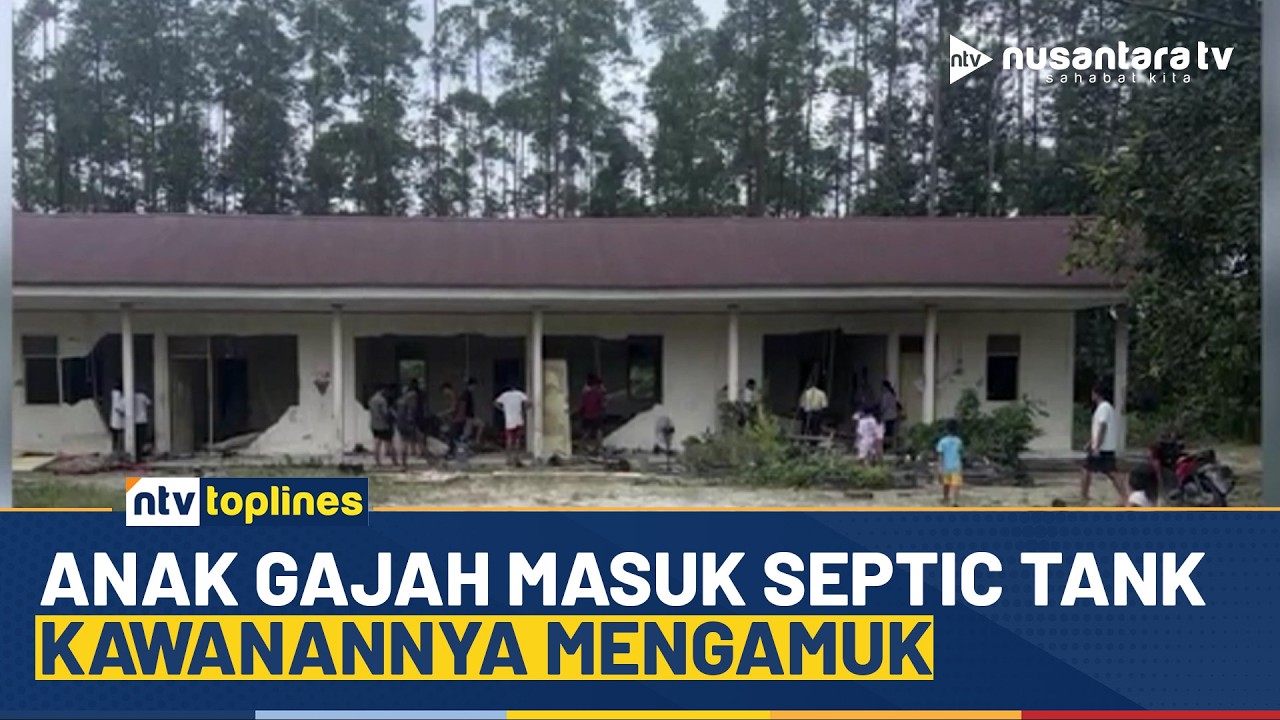 [LIVE] Anak Gajah Masuk Septic Tank, Kawanannya Mengamuk | NTV TOPLINES