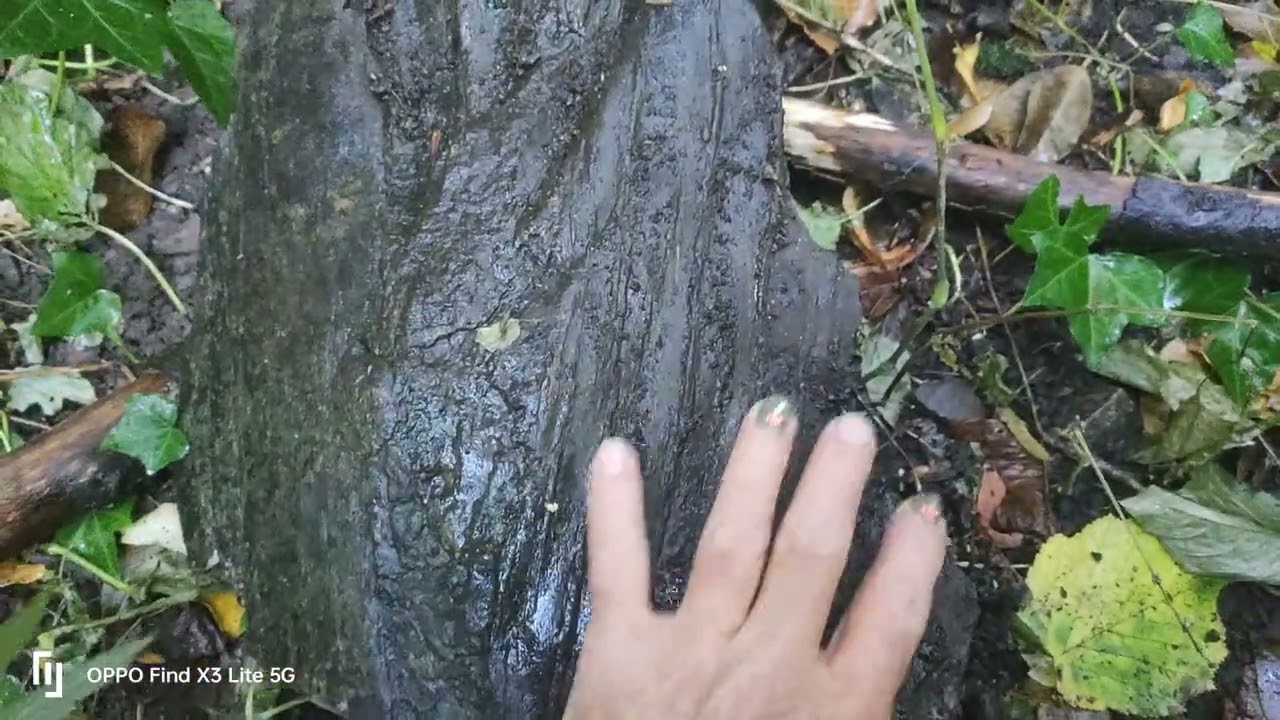 An amazing 300 million year old tree fossils #Carboniferous period 