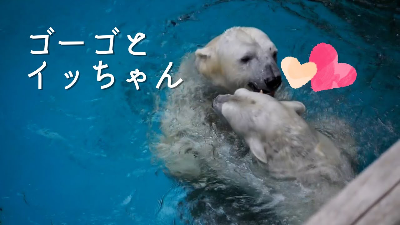 ありがとう、ゴーゴ🌈｜あの日のふたり｜大切な時間を一緒に❤️ホッキョクグマ　ゴーゴとイッちゃん（しろくま　同居　よこはま動物園ズーラシア）