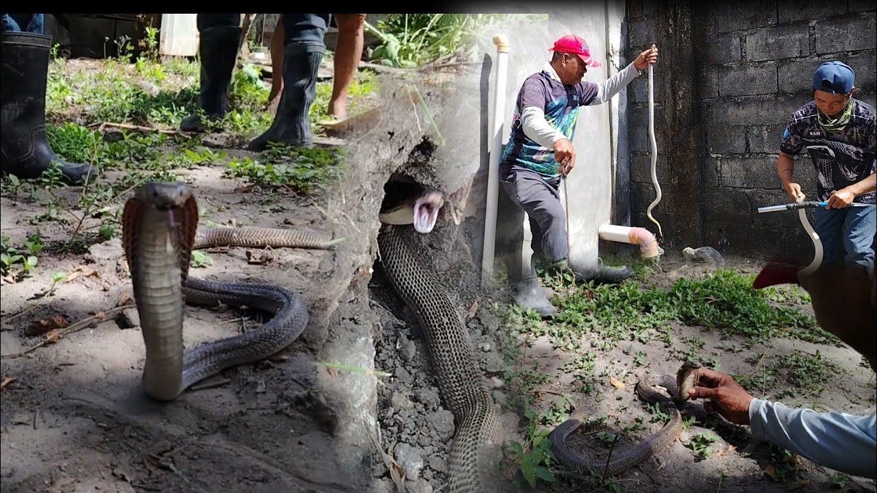 flooring binahayan ng mga cobra, pinag balatan kumalat sa buong bakuran