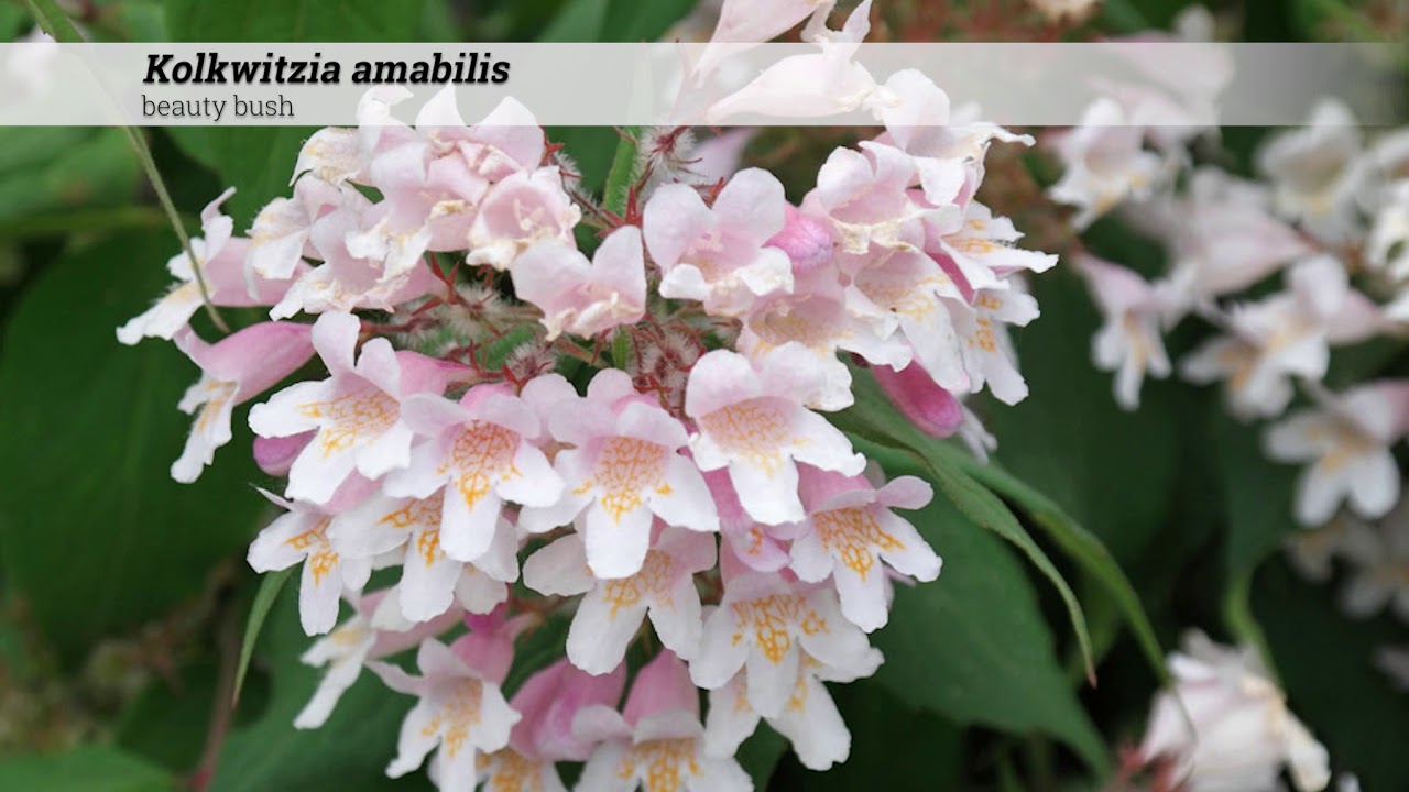 beauty bush (Kolkwitzia amabilis)
