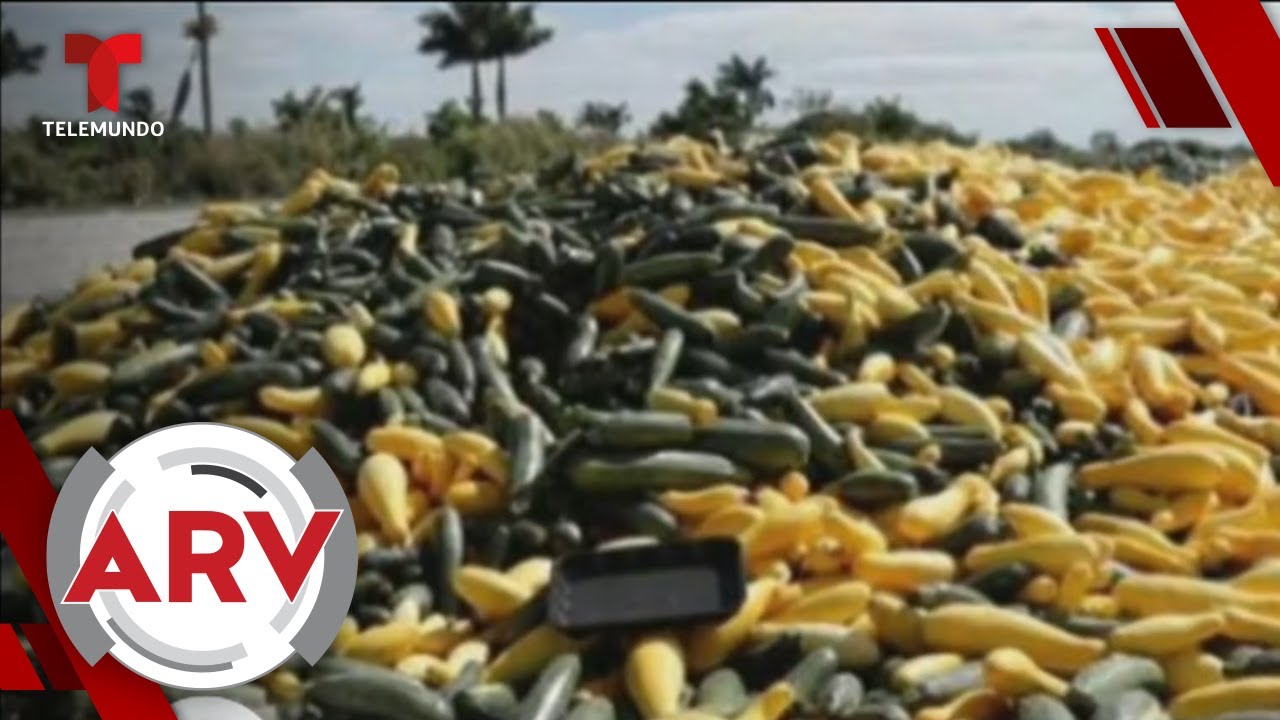 Toneladas de comida se pudren en los campos de EE.UU. | Al Rojo Vivo | Telemundo