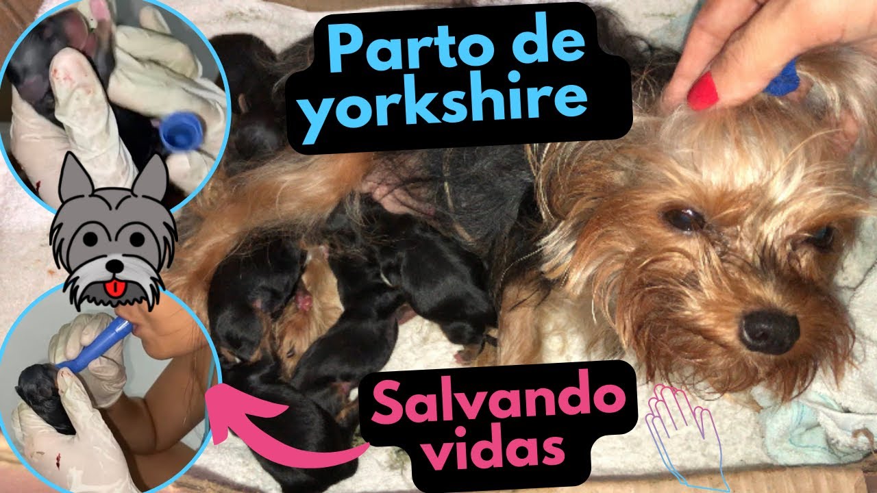 Parto de yorkshire || salvando os filhotes || complexo…@Dudiecia