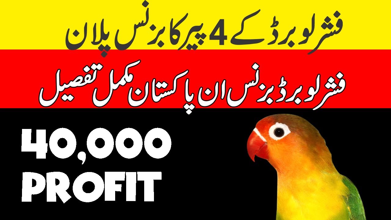 Fisher love bird busines plan 4 pair | Fisher Love Birds business in pakistan